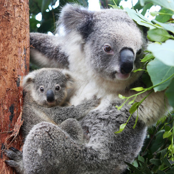 Meet your Posher, Maci - Picture 1 of 1